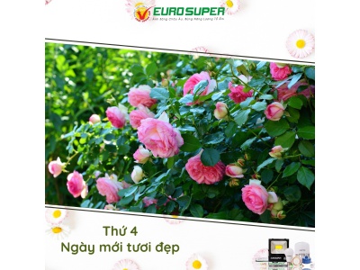 THỨ 4 - NGÀY MỚI TƯƠI ĐẸP