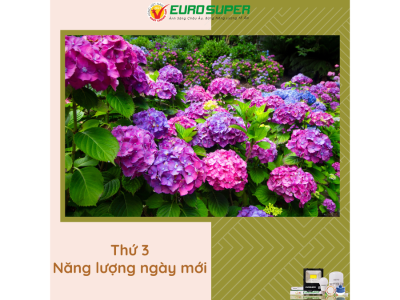 THỨ 3 - NĂNG LƯỢNG NGÀY MỚI
