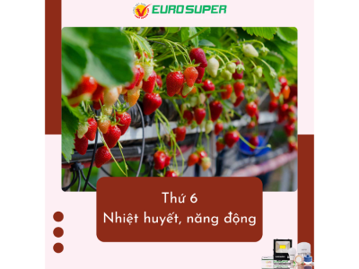 THỨ 6 - NHIỆT HUYẾT, NĂNG ĐỘNG